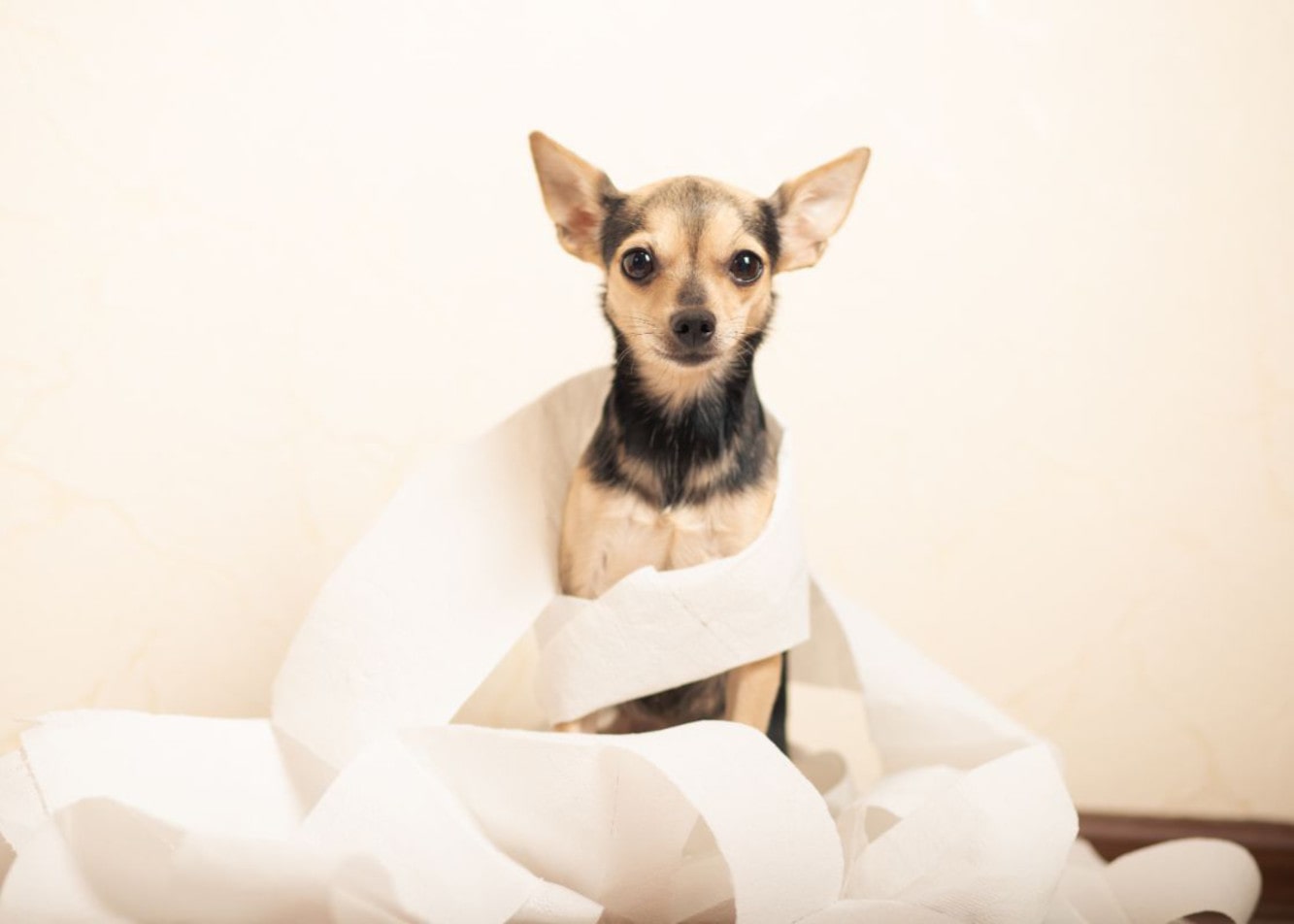 Zatwardzenie u psa – jak sobie poradzić z zaparciami u psa?